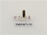 藏品(叩頭蟲(2))的圖片